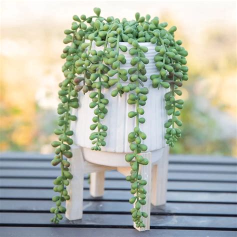 How To Take Care Of String Of Pearls Flowering Succulents Network