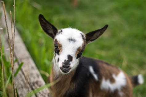 If you are thinking, i don't want to work with lye to make soap! you are in luck. Grettas Organic Goat Milk Soap Review