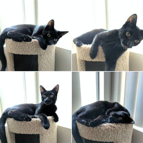 We did not find results for: Like just looking at them gives you seven years bad luck ...