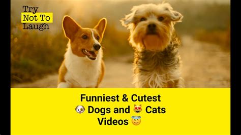 Try Not To Laugh Funniest And Cutest 🐶 Dogs And 😻 Cats Videos 😇 Part 2
