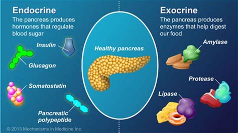 The Pancreas Is A Digestive System Organ That Has Two Important