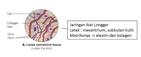 Jaringan otot adalah kumpulan sel otot. Ineu Masitoh Siti Nurjanah: BAB 3 Jaringan Hewan