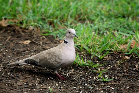 Eurasian Collared Dove In Grass Free Stock Photo Public Domain Pictures