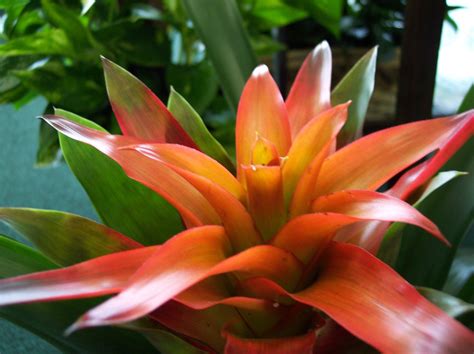 Bromeliad 2 Free Photo Download Freeimages