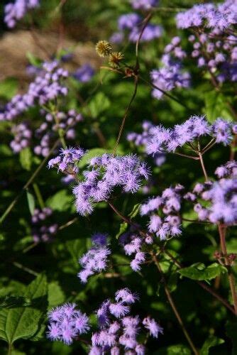 Pin By Debbie Green On New Jersey Endangered Flowers Plants