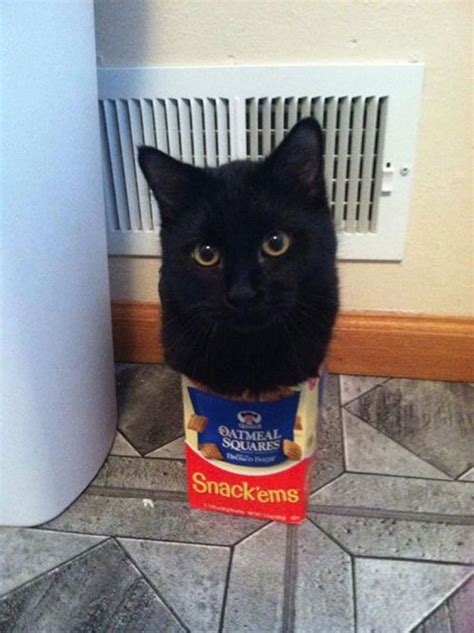 If It Fits I Sits These 21 Cats Prove That No Space Is Too Tight