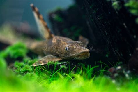 Fish Farlowella Whiptail Catfish Sturisoma Panamense In The Tank Stock