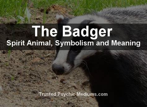 The Badger Spirit Animal A Complete Guide To Meaning And Symbolism