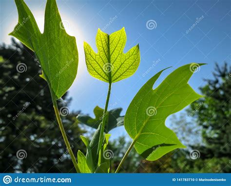 Young Green Leaf Of American Tulip Tree Or Liriodendron Tulipifera