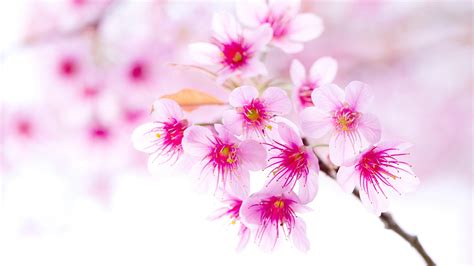 Download Wallpaper 2560x1440 Spring Cherry Blossoms Pink Flowers Close