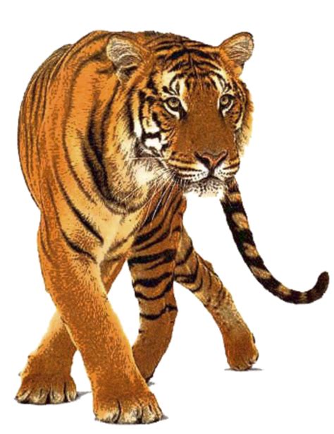 Recolectar Imagen Transparent Background Tiger Png
