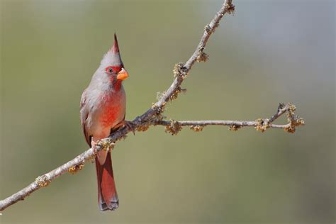 Top 10 Facts About The Pyrrhuloxia Desert Cardinal