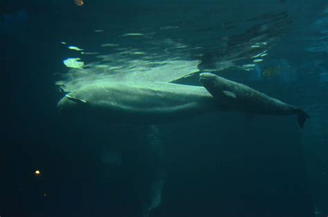 Beluga Whale And New Born Shedd Aquarium Chicago Chicago Aquarium