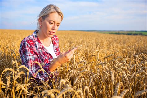 Farmer Inspecting Wheat Grains In Field For Harvesting Stock Photo