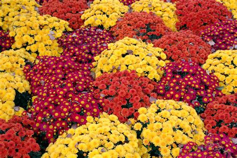 Mums 101 Everything You Need To Know About Falls Favorite Flower Vlrengbr