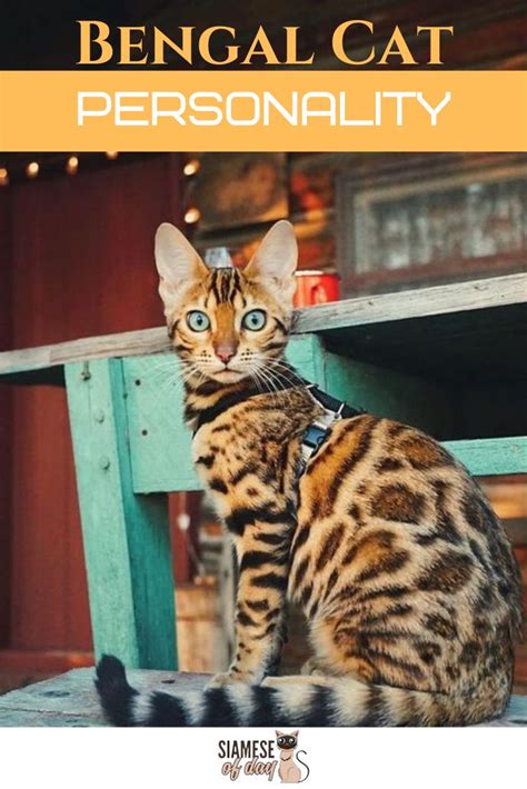 The bengal cat breed was the first attempt at creating a hybrid offspring that. Bengal Cat Personality | Bengal cat personality, Bengal ...