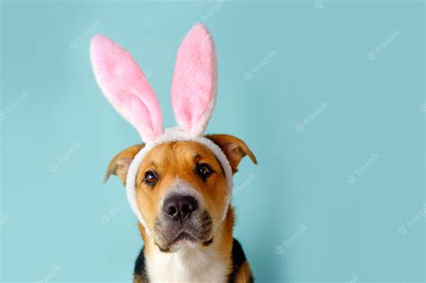 Premium Photo Funny Dog With Bunny Ears On The Blue Background Three