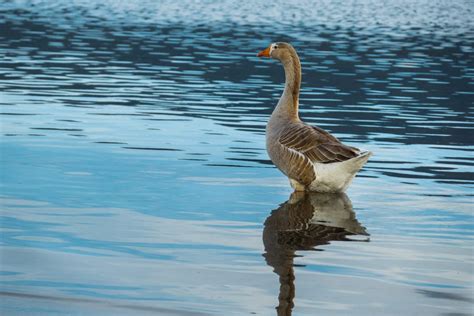 Free Picture Bird Nature Water Lake Wild Goose Waterfowl