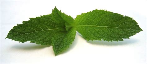 Check spelling or type a new query. Khasiat Daun Mint | Obat Sakit 2011