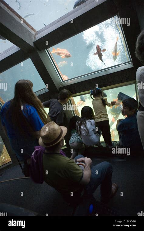 Visitors At Seattle Aquarium Watching Feeding Time Fish Shark