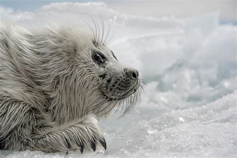 Baikal Seal Pup On Ice Endemic Lake Baikal Russia Photograph By Olga