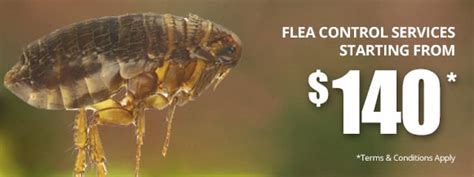 Professional Flea Control Perth Safe And Effective Flea Treatment Service