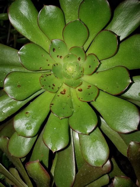 It can reach heights of several feet when planted outdoors,. Cactus and Succulents forum→Succulents have brown spots ...