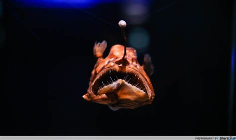 10 Weird And Wonderful Creatures You Can See At The Deep