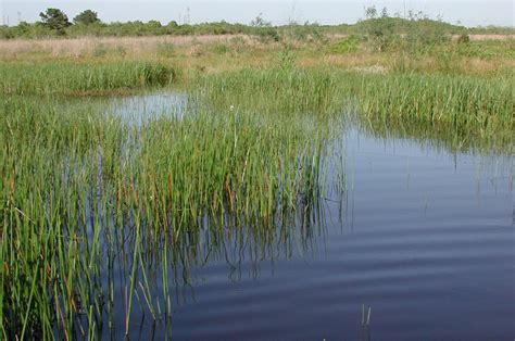 Wetlands Texas Community Watershed Partners