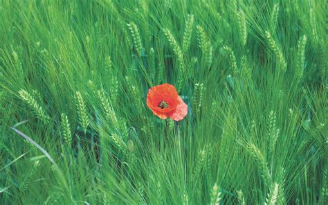Download Wallpaper 3840x2400 Rye Poppy Flower Spikelets Field 4k