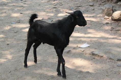 Black Goat At Rs 100001 Unit Goat In Pune Id 17958693412
