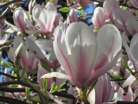 Your magnolia will require very little pruning. Coos County Oregon