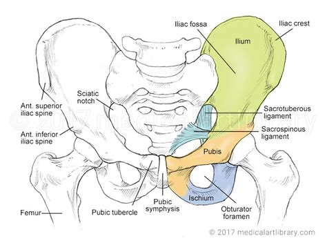 Hip Bone And Leg Anatomy