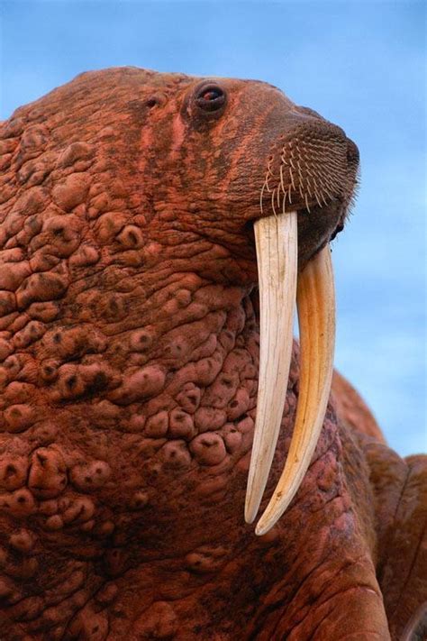 93 Best Walruses Have Tuskeses Images On Pinterest
