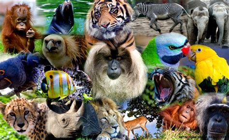 Amazon Rainforest Animals Collage Amazing Wallpapers