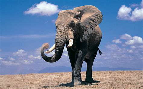 Download 93 Elephant Wallpaper Wide Gratis Terbaru Postsid
