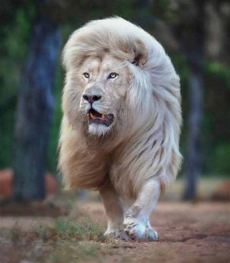 25 Great Photos Of Lions From The Famous Predator Photographer Simon