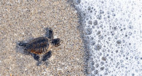 During Sea Turtle Season Florida Beaches Are Nurseries
