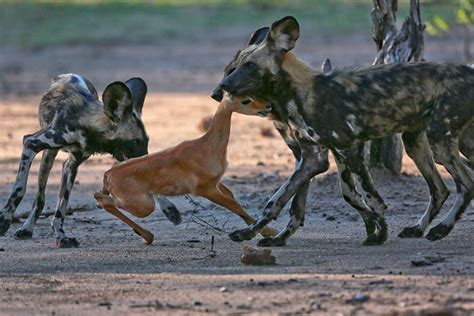 Wild Dogs Hunting Baby Impala Wild Dogs African Wild Dog South