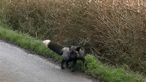 Rare Black Fox Spotted In Somerset Country Lane Itv News West Country