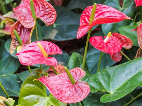 Red Anthurium Flower Stock Photo Image Of Details Flora 39135234