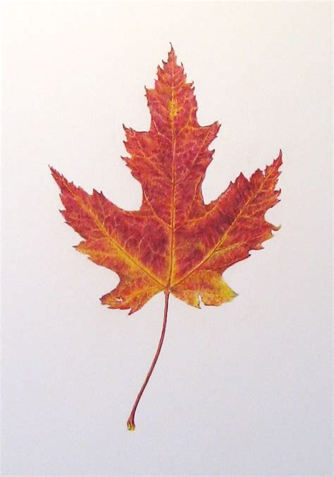 Maple Leaf Final Maple Leaf Final Colored Pencil On Fabr Flickr