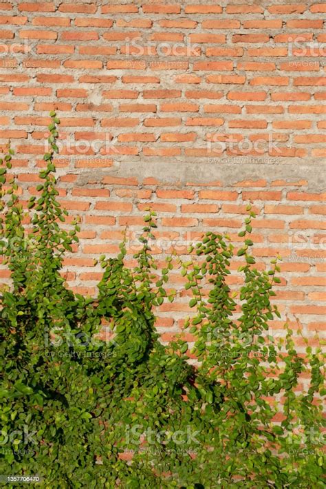 Growing Creeping Fig Or Creeper Plant Covers Brick Wall Stock Photo