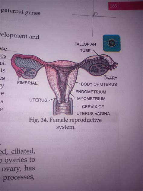Female Reproductive Organ Labelling Labelled Diagram