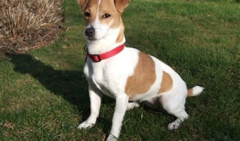 Mandy 2 Year Old Female Jack Russell Terrier Dog For Adoption