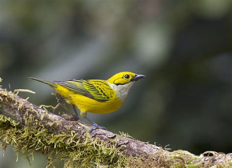 Shallow Focus Photo Of Yellow Bird Tanager Tangara Hd Wallpaper