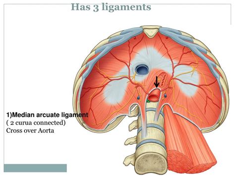 Ppt Diaphragm Powerpoint Presentation Free Download Id2241745