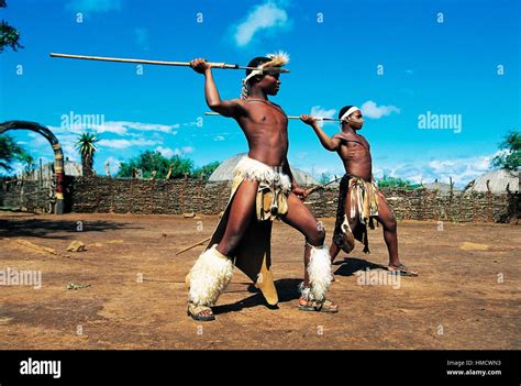 Zulu Warriors During A Ngoma Traditional Dance Zulu Village Kwazulu Natal South Africa Stock