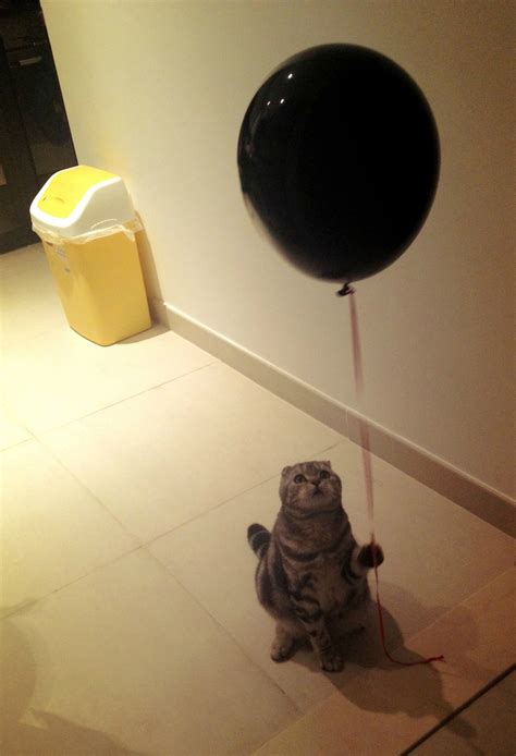 My Cat With A Balloon Cats Funny Animal Pictures Cute Animals