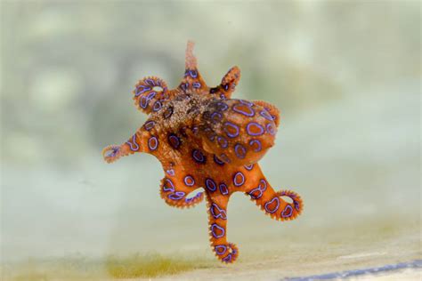 The Blue Ringed Octopus Tiny Adorable And Deceptively Lethal